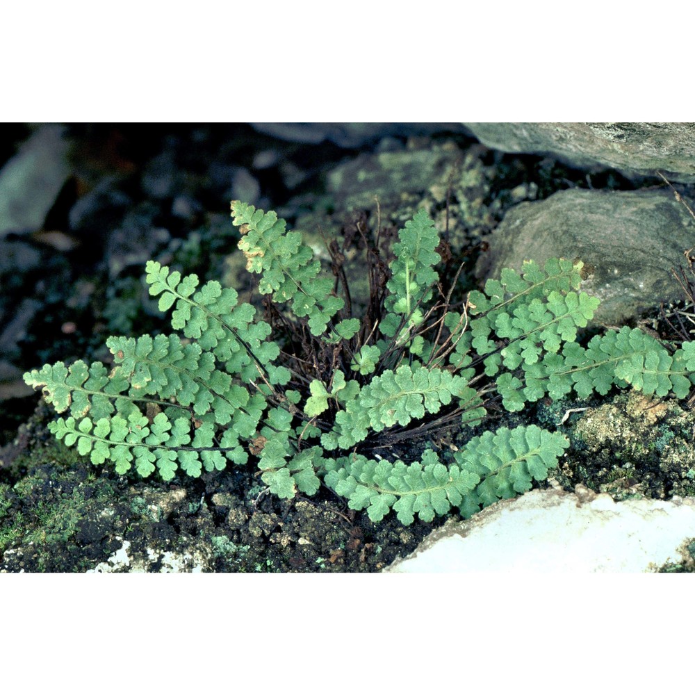 asplenium petrarchae (guérin) dc. subsp. petrarchae