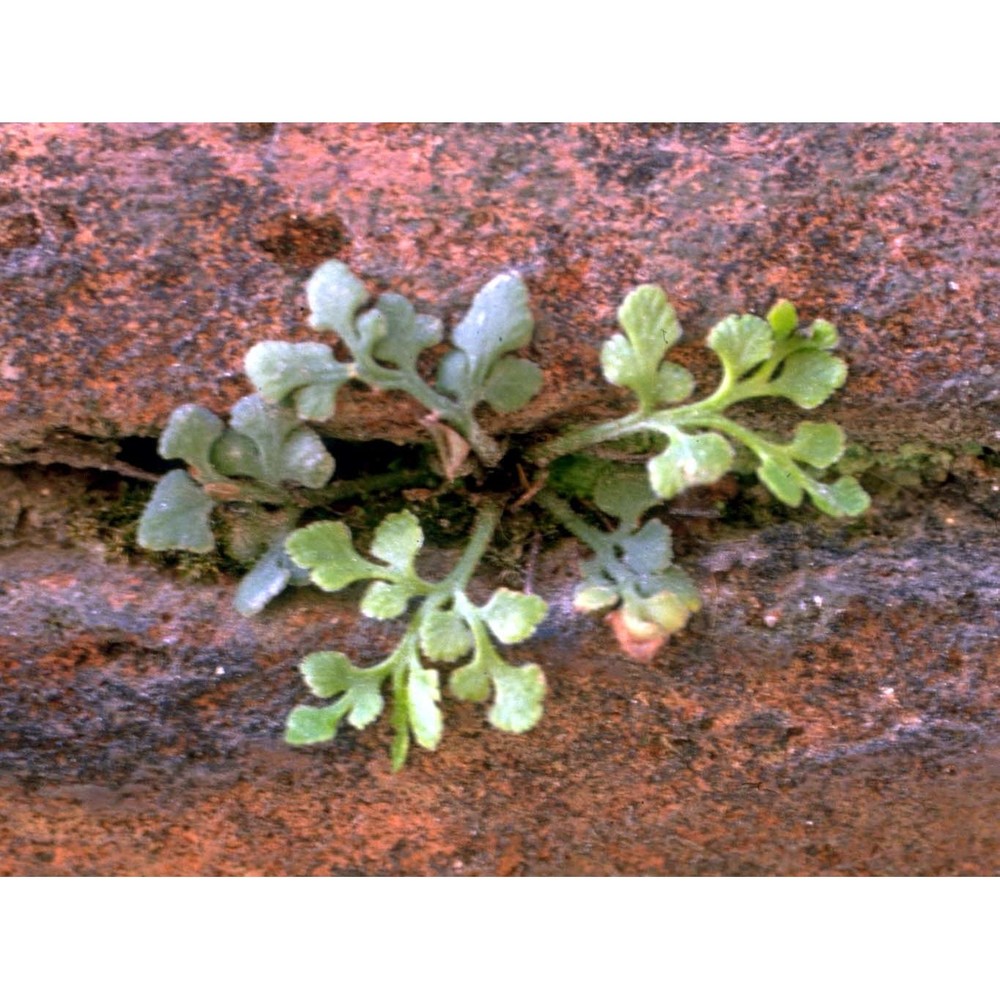 asplenium ruta-muraria l.