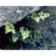 asplenium ruta-muraria l.