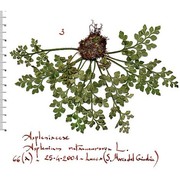 asplenium ruta-muraria l.