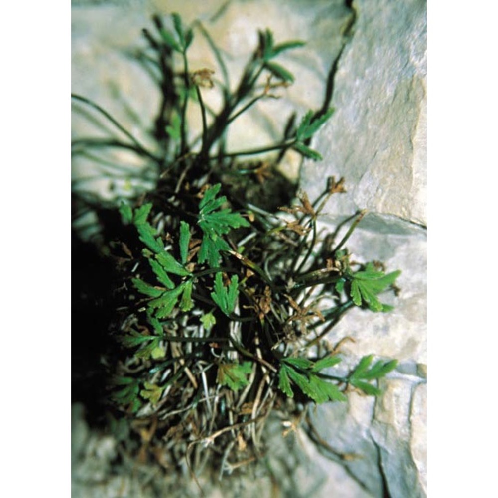 asplenium seelosii leyb. subsp. seelosii