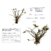 asplenium seelosii leyb. subsp. seelosii