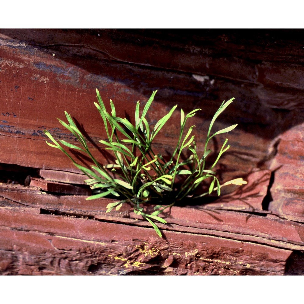 asplenium septentrionale (l.) hoffm. subsp. septentrionale