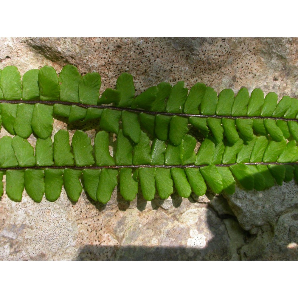 asplenium trichomanes l.