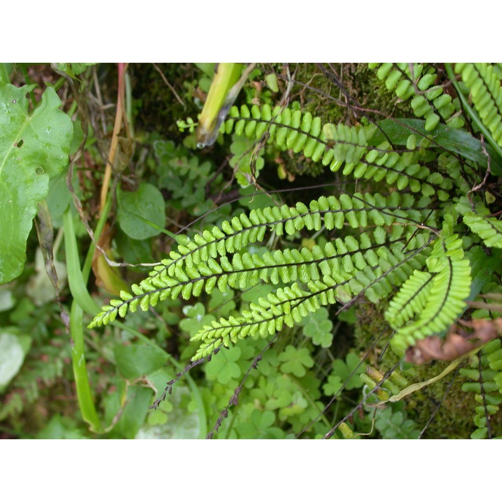 asplenium trichomanes l.