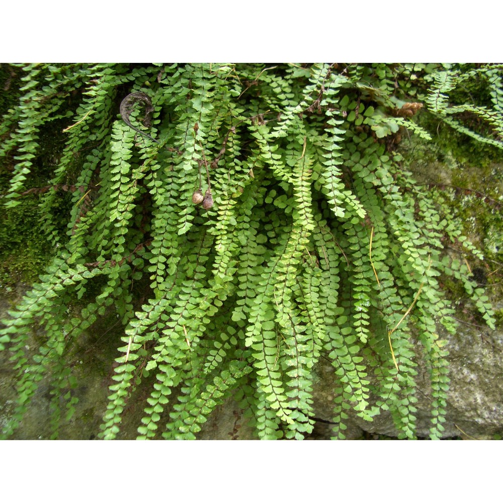 asplenium trichomanes l.