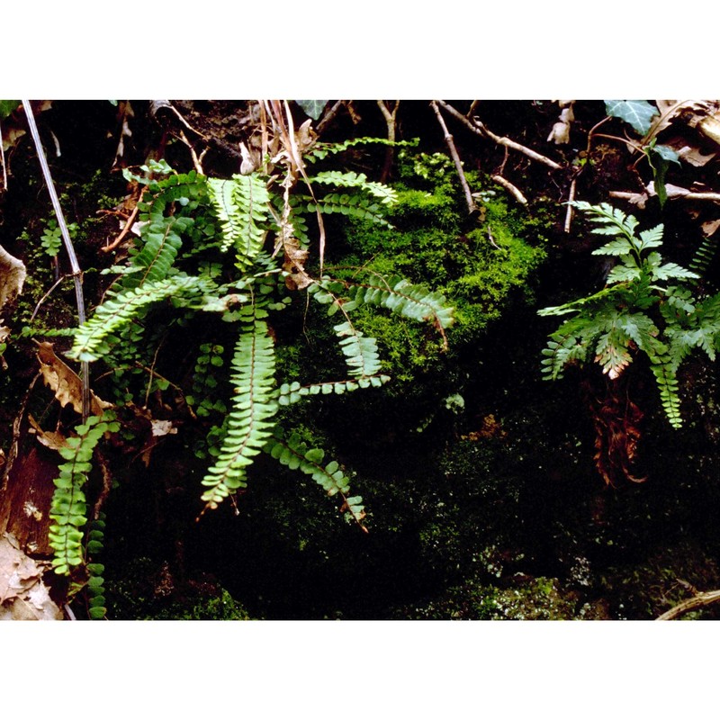 asplenium trichomanes l.