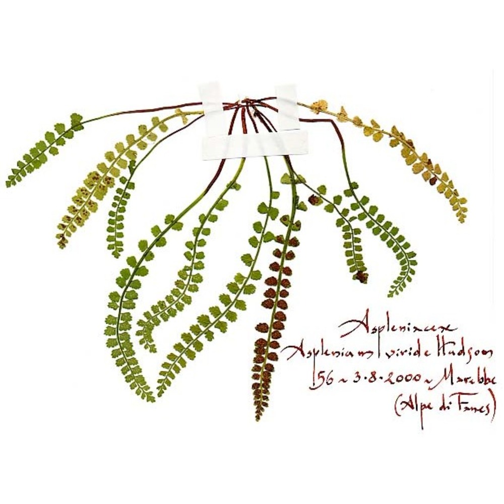 asplenium viride huds.