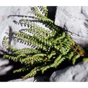 asplenium viride huds.