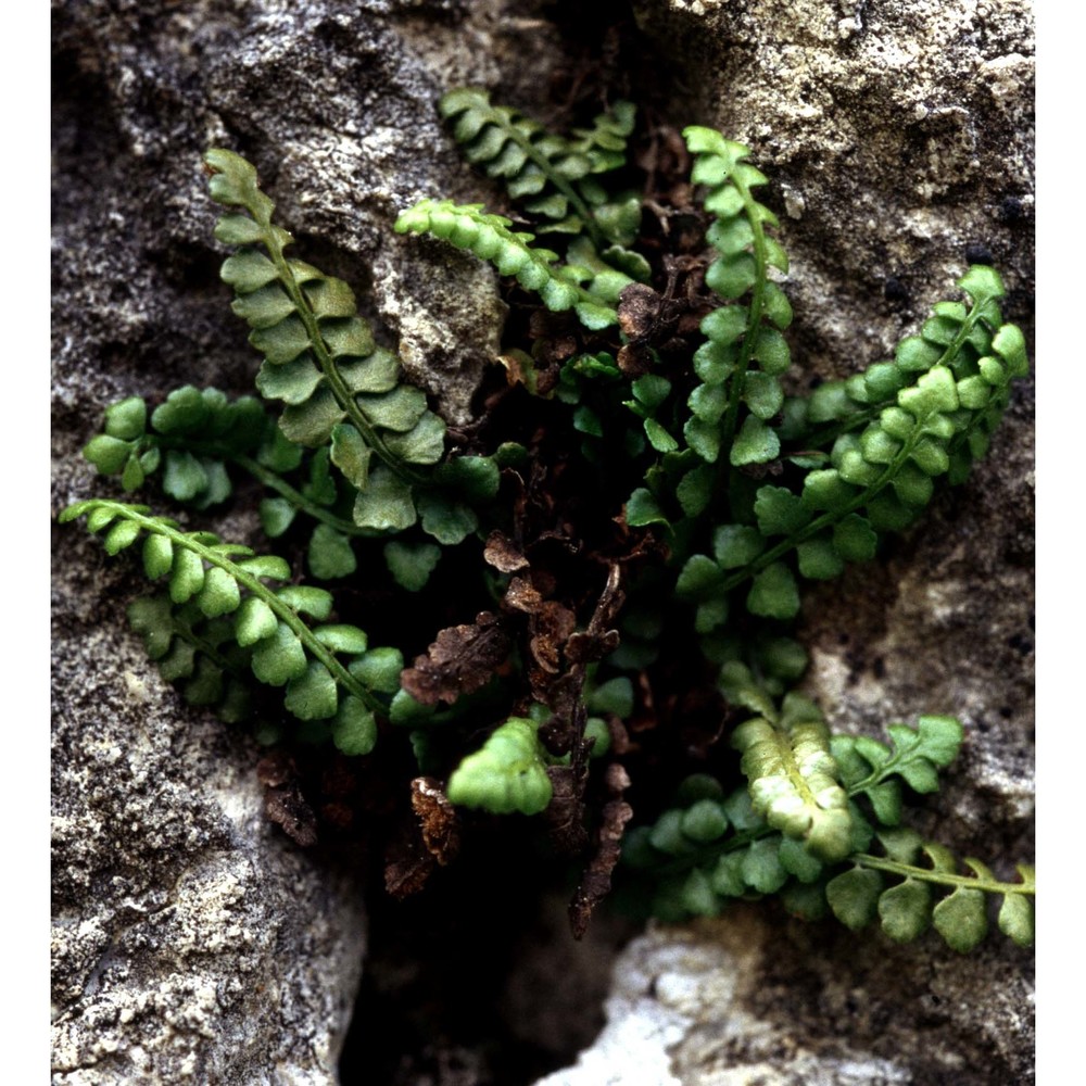 asplenium viride huds.