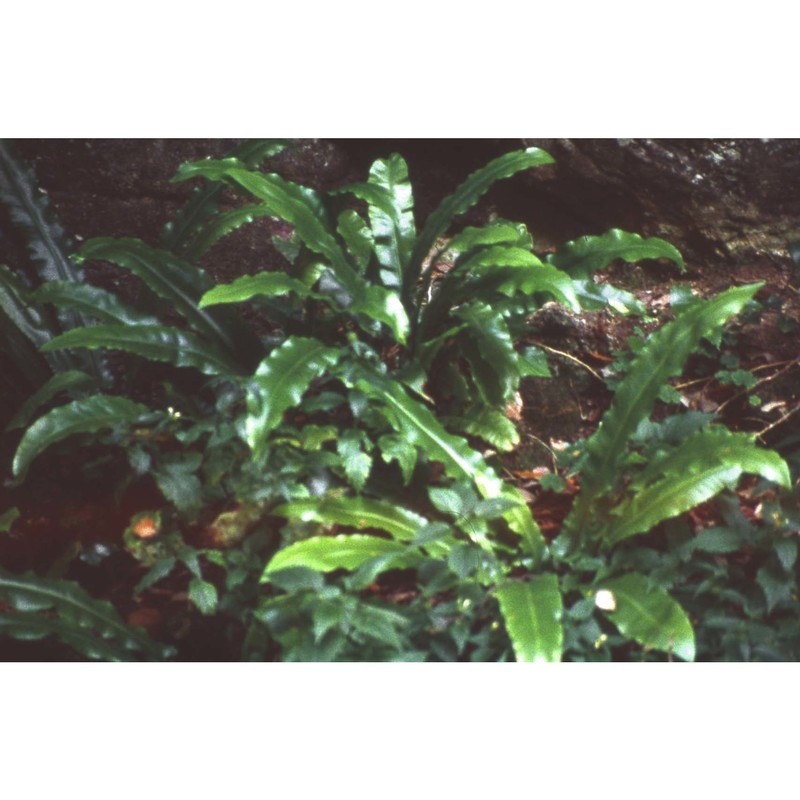 phyllitis scolopendrium (l.) newman subsp. scolopendrium