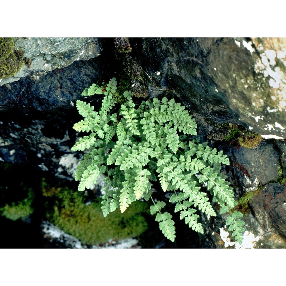 woodsia alpina (bolton) gray