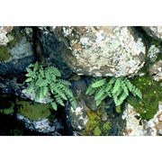 woodsia alpina (bolton) gray