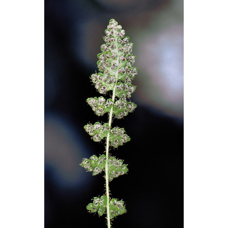 woodsia alpina (bolton) gray