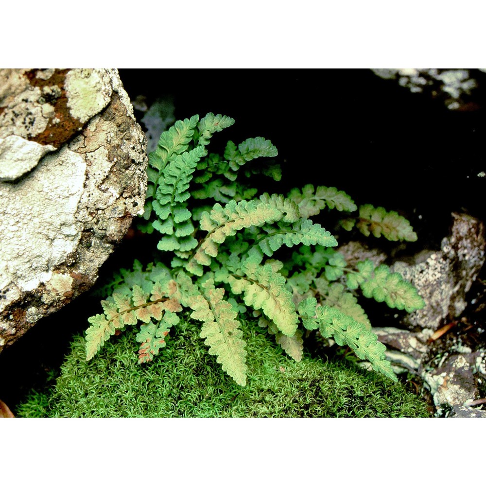 woodsia alpina (bolton) gray