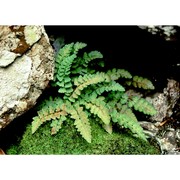 woodsia alpina (bolton) gray