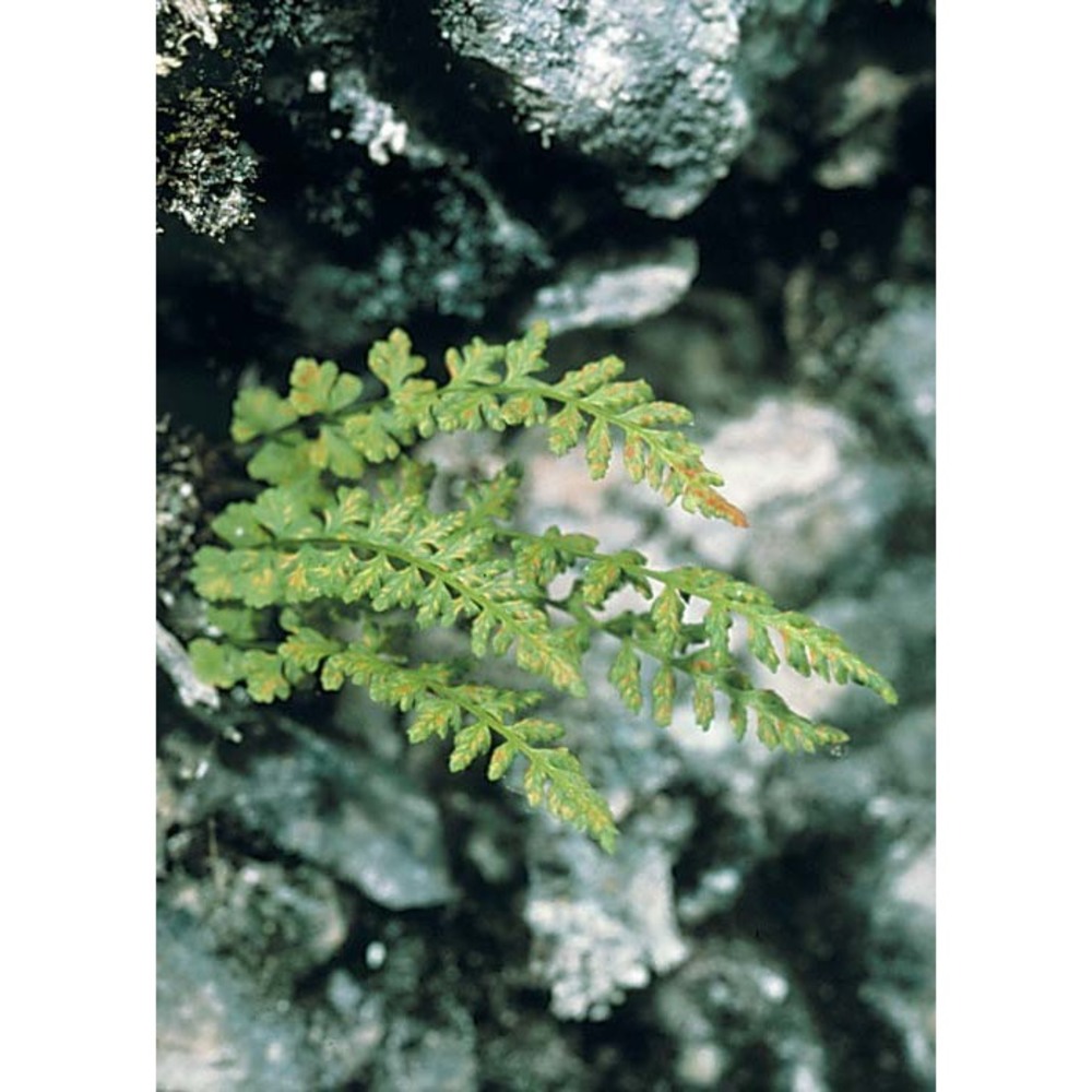 woodsia glabella r. br. ex richardson subsp. pulchella (bertol.) Á. löve et d. löve