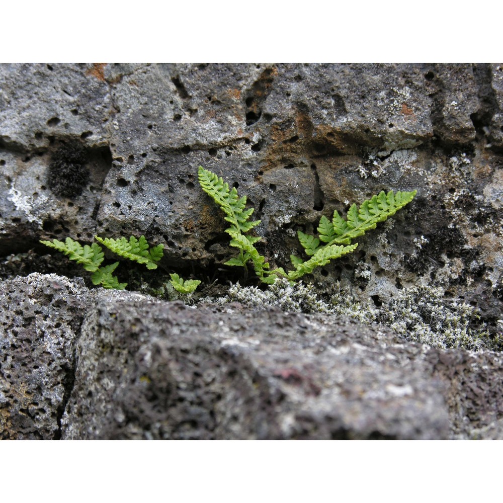 woodsia ilvensis (l.) r. br.