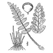 woodsia ilvensis (l.) r. br.