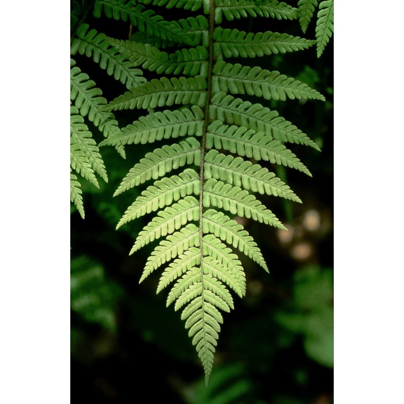 dryopteris affinis (lowe) fraser-jenk. subsp. affinis