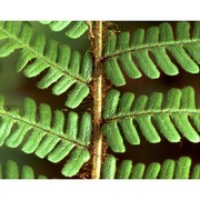 dryopteris affinis (lowe) fraser-jenk. subsp. affinis