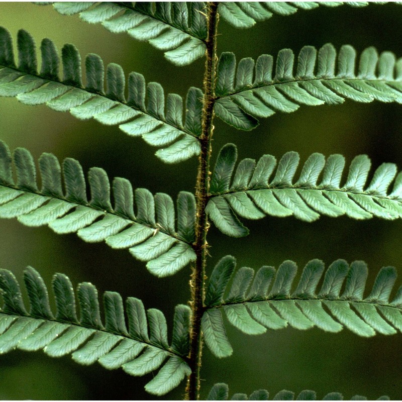 dryopteris affinis (lowe) fraser-jenk. subsp. affinis