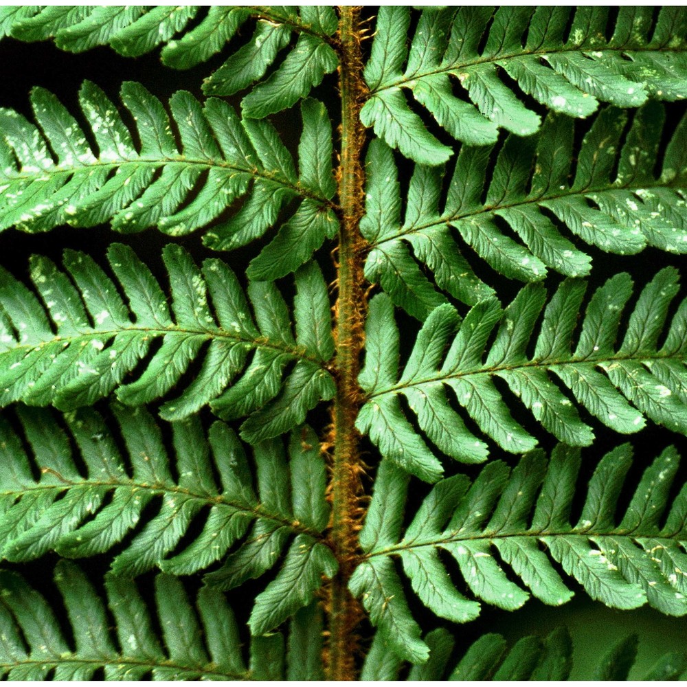 dryopteris affinis (lowe) fraser-jenk. subsp. affinis