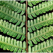 dryopteris borreri (newman) newman ex oberh. et tavel