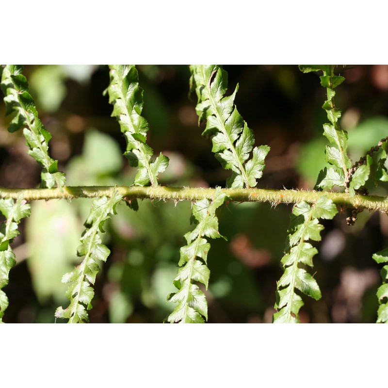 dryopteris borreri (newman) newman ex oberh. et tavel