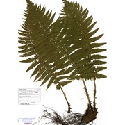 dryopteris borreri (newman) newman ex oberh. et tavel