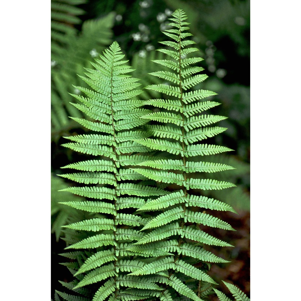 dryopteris cambrensis (fraser-jenk.) beitel et w. r. buck subsp. insubrica (oberh. et tavel ex fraser-jenk.) fraser-jenk.