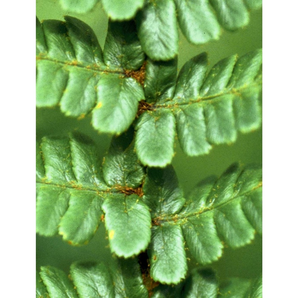 dryopteris cambrensis (fraser-jenk.) beitel et w. r. buck subsp. insubrica (oberh. et tavel ex fraser-jenk.) fraser-jenk.