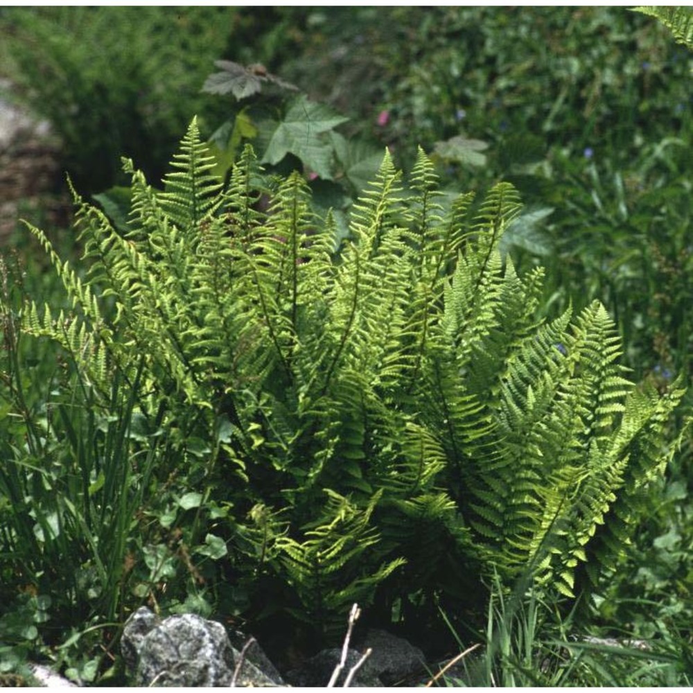 dryopteris cambrensis (fraser-jenk.) beitel et w. r. buck subsp. insubrica (oberh. et tavel ex fraser-jenk.) fraser-jenk.