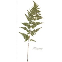 dryopteris carthusiana (vill.) h. p. fuchs