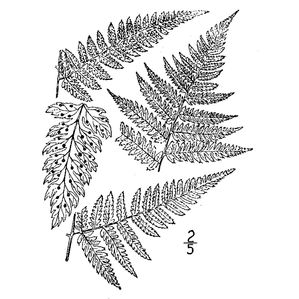 dryopteris carthusiana (vill.) h. p. fuchs