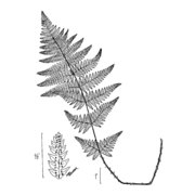 dryopteris carthusiana (vill.) h. p. fuchs