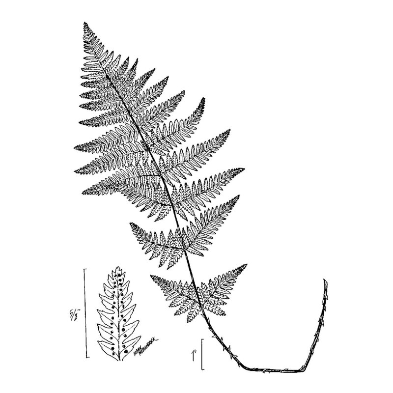 dryopteris carthusiana (vill.) h. p. fuchs