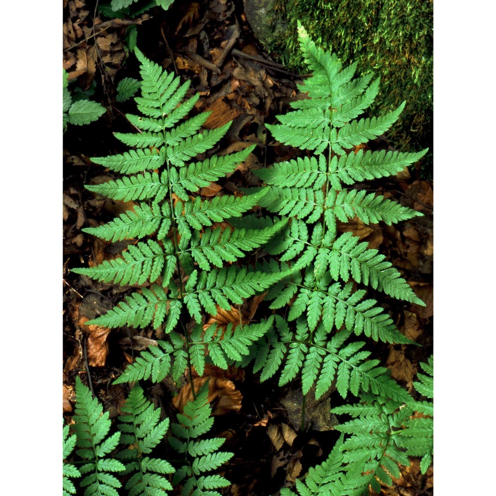 dryopteris carthusiana (vill.) h. p. fuchs