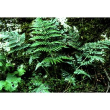 dryopteris dilatata (hoffm.) a. gray