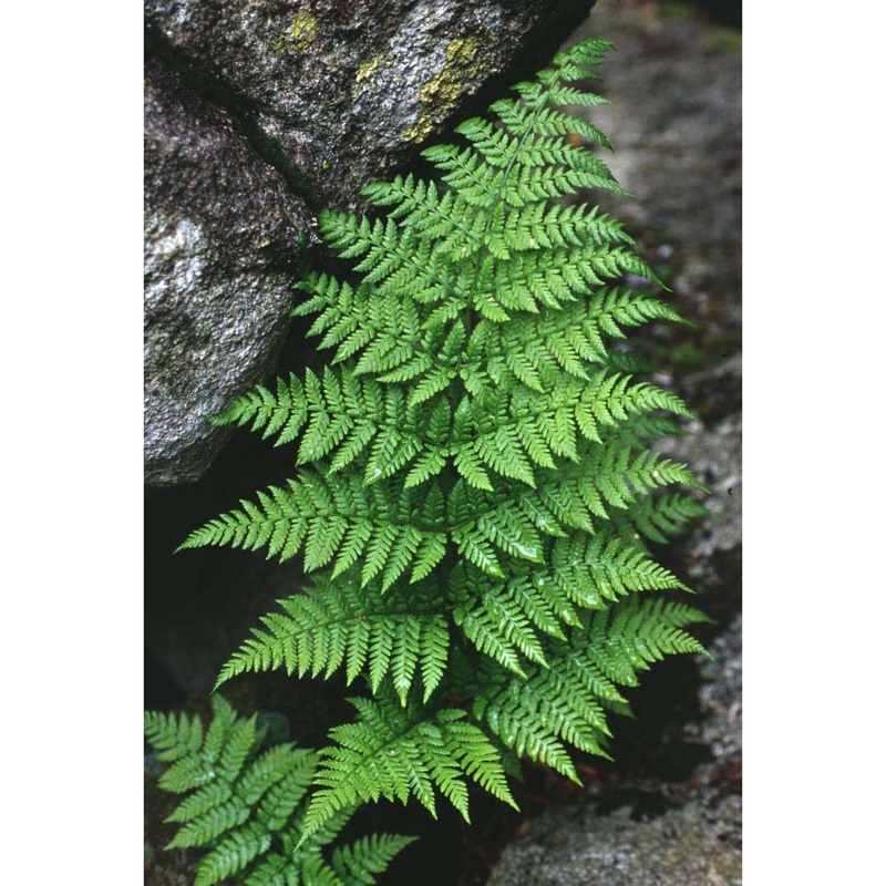 dryopteris dilatata (hoffm.) a. gray