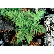 dryopteris expansa (c. presl) fraser-jenk. et jermy