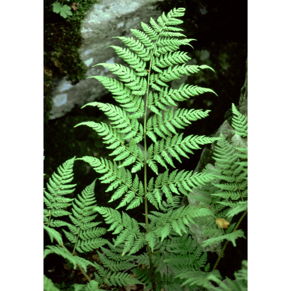 dryopteris expansa (c. presl) fraser-jenk. et jermy