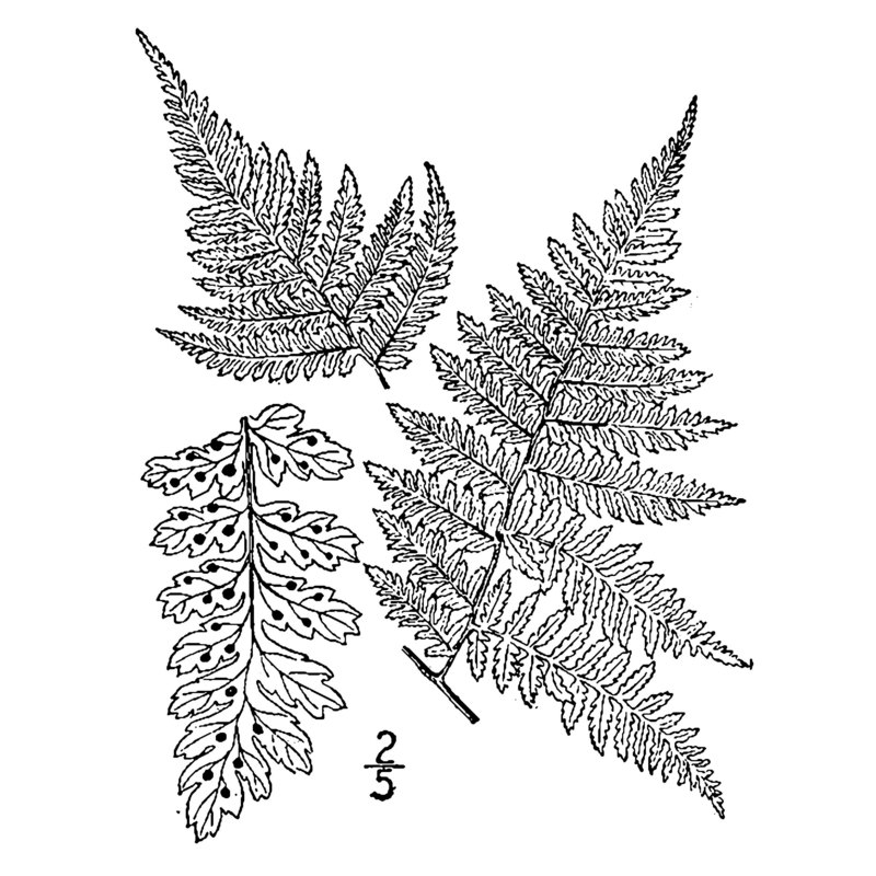 dryopteris expansa (c. presl) fraser-jenk. et jermy