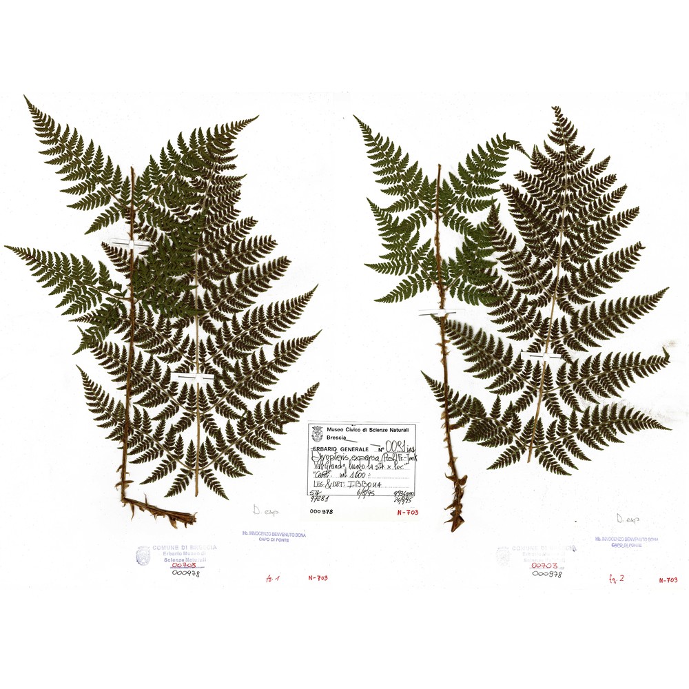 dryopteris expansa (c. presl) fraser-jenk. et jermy