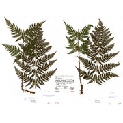 dryopteris expansa (c. presl) fraser-jenk. et jermy