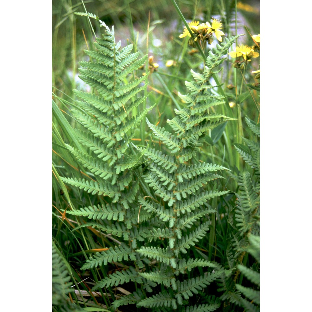 dryopteris oreades fomin