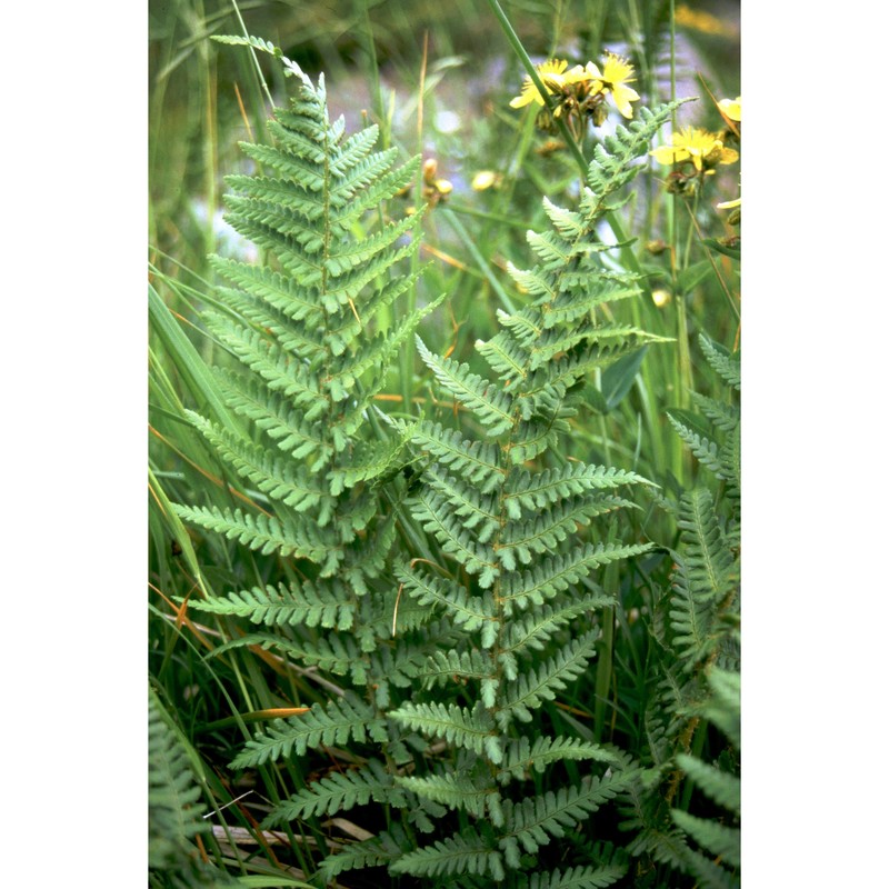 dryopteris oreades fomin