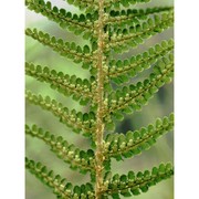 dryopteris oreades fomin