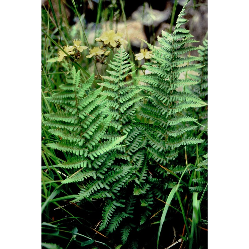 dryopteris oreades fomin