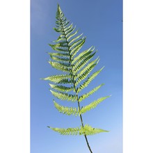 dryopteris pallida (bory) c. chr. ex maire et petitm. subsp. pallida